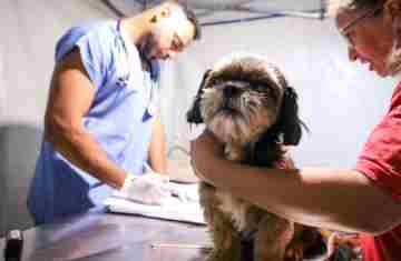 3,3 mil animais de 21 municípios serão atendidos pelo CastraPet em julho; confira a agenda